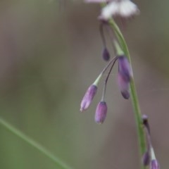 Arthropodium milleflorum at Northangera, NSW - 22 Nov 2020