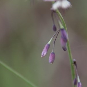 Arthropodium milleflorum at Northangera, NSW - 22 Nov 2020 12:18 AM