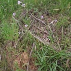 Arthropodium milleflorum at Northangera, NSW - 22 Nov 2020