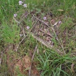 Arthropodium milleflorum at Northangera, NSW - 22 Nov 2020 12:18 AM