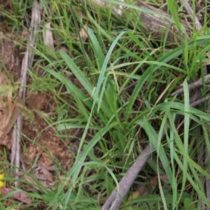 Arthropodium milleflorum at Northangera, NSW - 22 Nov 2020