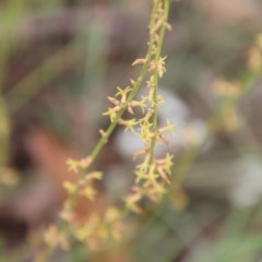 Stackhousia viminea (Slender Stackhousia) at Northangera, NSW - 22 Nov 2020 by LisaH