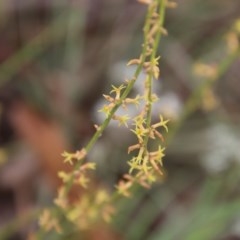 Stackhousia viminea at Northangera, NSW - 22 Nov 2020 12:25 AM