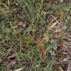 Stackhousia viminea at Northangera, NSW - 22 Nov 2020