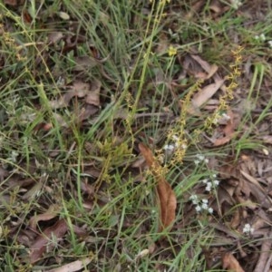 Stackhousia viminea at Northangera, NSW - 22 Nov 2020 12:25 AM