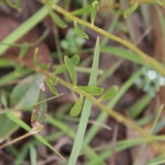 Stackhousia viminea at Northangera, NSW - 22 Nov 2020 12:25 AM