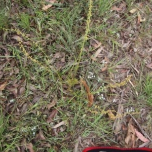 Stackhousia viminea at Northangera, NSW - 22 Nov 2020 12:25 AM