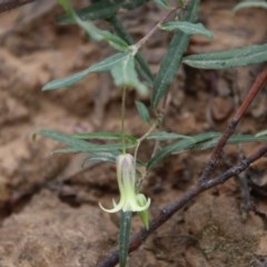 Billardiera scandens (Hairy Apple Berry) at Mongarlowe River - 21 Nov 2020 by LisaH