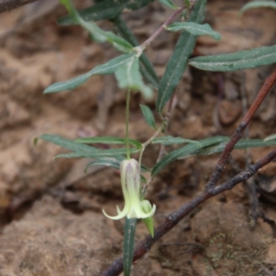 Billardiera scandens (Hairy Apple Berry) at Mongarlowe, NSW - 21 Nov 2020 by LisaH