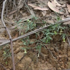 Billardiera scandens at Mongarlowe, NSW - 22 Nov 2020 12:37 AM