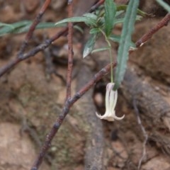 Billardiera scandens at Mongarlowe, NSW - 22 Nov 2020 12:37 AM