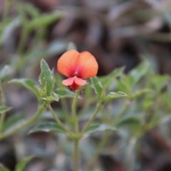 Podolobium procumbens (Trailing Shaggy-Pea) at Mongarlowe, NSW - 22 Nov 2020 by LisaH