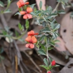 Podolobium procumbens at Mongarlowe, NSW - 22 Nov 2020 12:37 AM