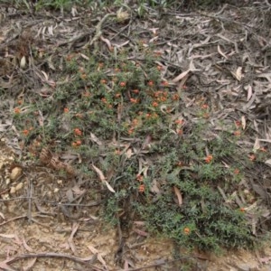 Podolobium procumbens at Mongarlowe, NSW - 22 Nov 2020 12:37 AM