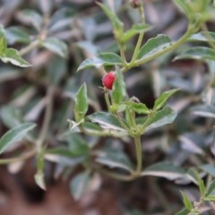 Podolobium procumbens at Mongarlowe, NSW - 22 Nov 2020 12:37 AM