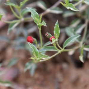 Podolobium procumbens at Mongarlowe, NSW - 22 Nov 2020 12:37 AM