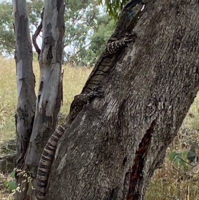 Varanus varius (Lace Monitor) at Uriarra, NSW - 22 Nov 2020 by Tapirlord