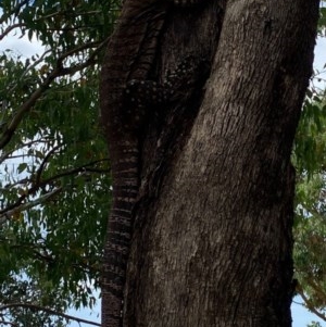 Varanus varius at Uriarra, NSW - suppressed