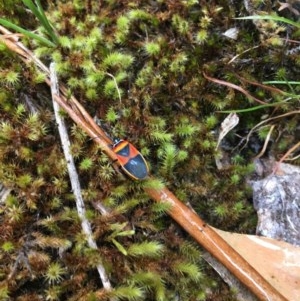 Dindymus versicolor at Wee Jasper, NSW - suppressed