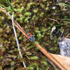 Dindymus versicolor (Harlequin Bug) at Wee Jasper, NSW - 21 Nov 2020 by Tapirlord