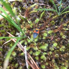 Dindymus versicolor at Wee Jasper, NSW - suppressed