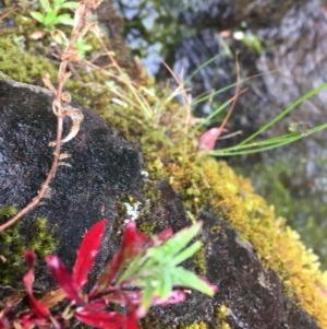 Epilobium sp. at Wee Jasper, NSW - suppressed