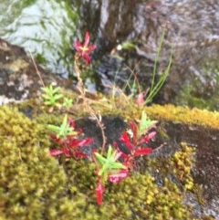 Epilobium sp. at Wee Jasper, NSW - suppressed