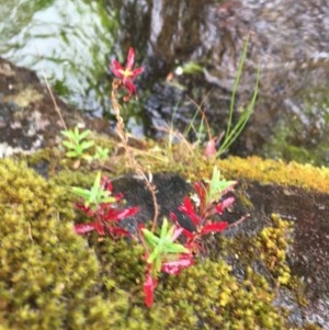 Epilobium sp. at Wee Jasper, NSW - suppressed