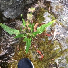 Rumex brownii (Slender Dock) at Wee Jasper, NSW - 21 Nov 2020 by Tapirlord