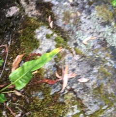 Rumex brownii at Wee Jasper, NSW - 22 Nov 2020