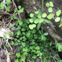 Adiantum aethiopicum (Common Maidenhair Fern) at Wee Jasper, NSW - 22 Nov 2020 by Tapirlord