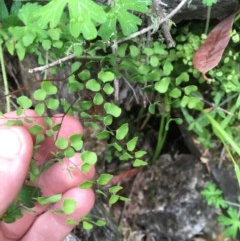 Adiantum aethiopicum at Wee Jasper, NSW - 22 Nov 2020