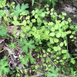 Adiantum aethiopicum at Wee Jasper, NSW - 22 Nov 2020