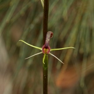 Cryptostylis leptochila at Woodlands, NSW - 23 Nov 2020