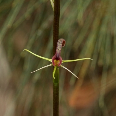 Cryptostylis leptochila (Small Tongue Orchid) at Woodlands, NSW - 22 Nov 2020 by Snowflake
