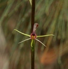 Cryptostylis leptochila (Small Tongue Orchid) at Woodlands, NSW - 22 Nov 2020 by Snowflake