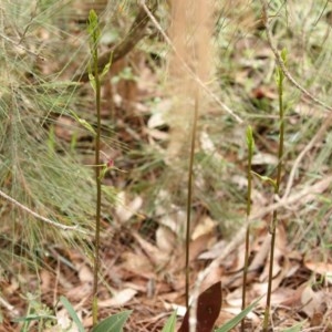 Cryptostylis leptochila at Woodlands, NSW - suppressed