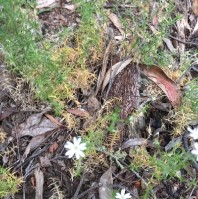 Stellaria pungens (Prickly Starwort) at Wee Jasper, NSW - 21 Nov 2020 by Tapirlord