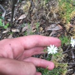 Stellaria pungens at Wee Jasper, NSW - suppressed