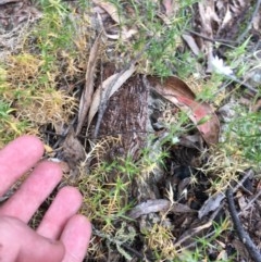 Stellaria pungens at Wee Jasper, NSW - suppressed