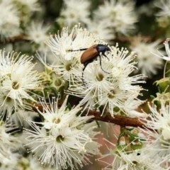 Phyllotocus sp. (genus) (Nectar scarab) at Aranda, ACT - 22 Nov 2020 by KMcCue