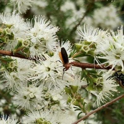 Bibio imitator (Garden maggot) at Aranda, ACT - 23 Nov 2020 by KMcCue