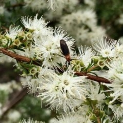 Bibio imitator at Aranda, ACT - 23 Nov 2020