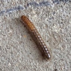 Diplopoda (class) (Unidentified millipede) at Aranda, ACT - 22 Nov 2020 by KMcCue