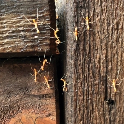 Mantodea (order) (Unidentified praying mantis) at Aranda, ACT - 22 Nov 2020 by KMcCue