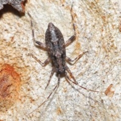 Miridae (family) (Unidentified plant bug) at Downer, ACT - 18 Nov 2020 by TimL