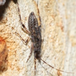 Miridae (family) at Downer, ACT - 18 Nov 2020