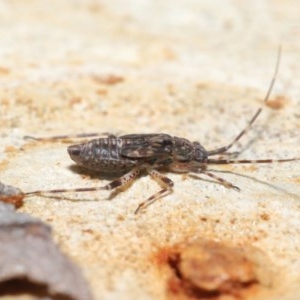 Miridae (family) at Downer, ACT - 18 Nov 2020