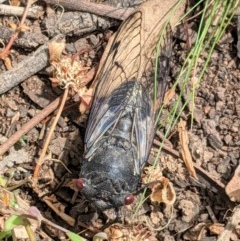 Psaltoda moerens (Redeye cicada) at Red Hill to Yarralumla Creek - 21 Nov 2020 by JackyF