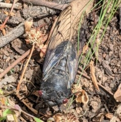 Psaltoda moerens (Redeye cicada) at Red Hill Nature Reserve - 22 Nov 2020 by JackyF